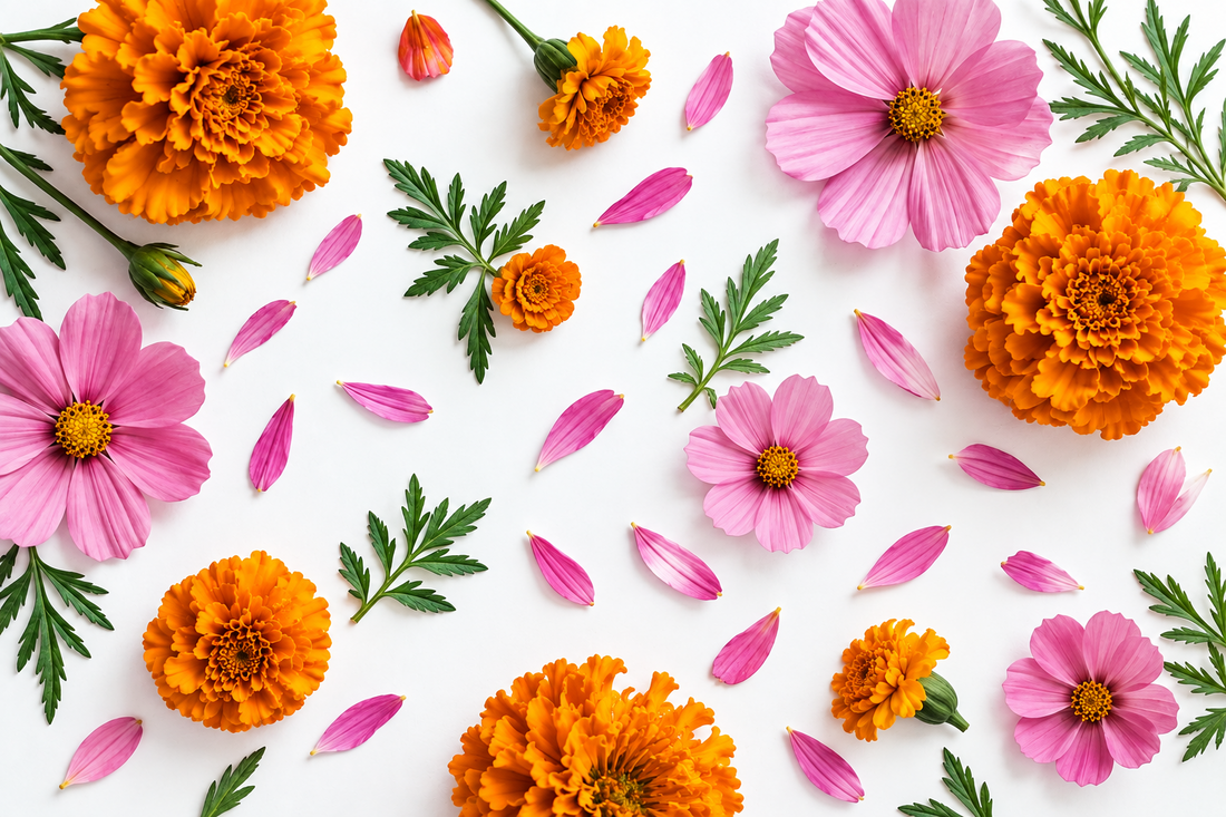 Marigold and Cosmos